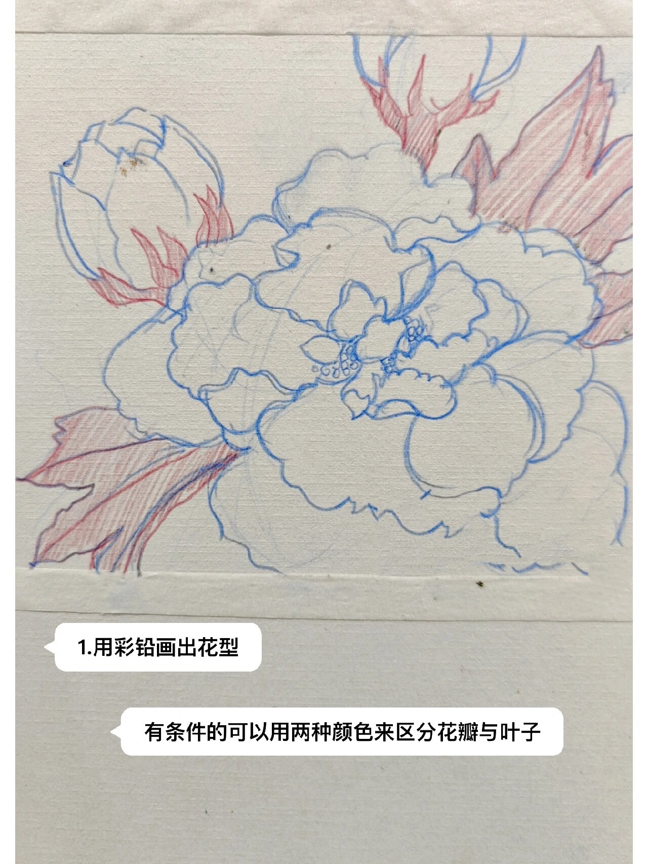 油画棒|芙蓉花的绘画步骤在这里啦
