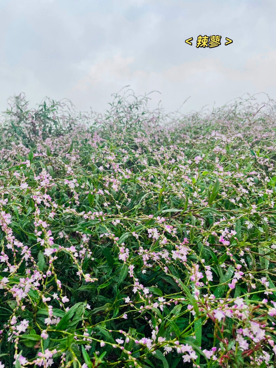 鄱阳湖蓼子花图片