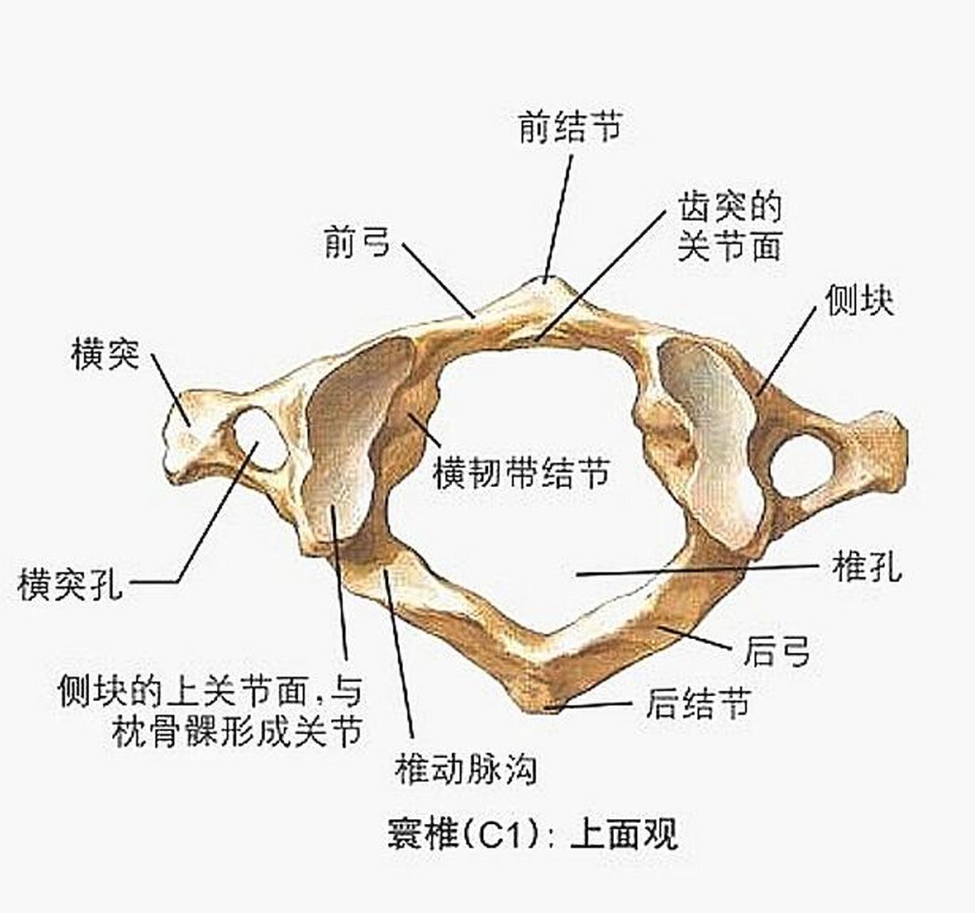 寰枢关节在哪个位置图片