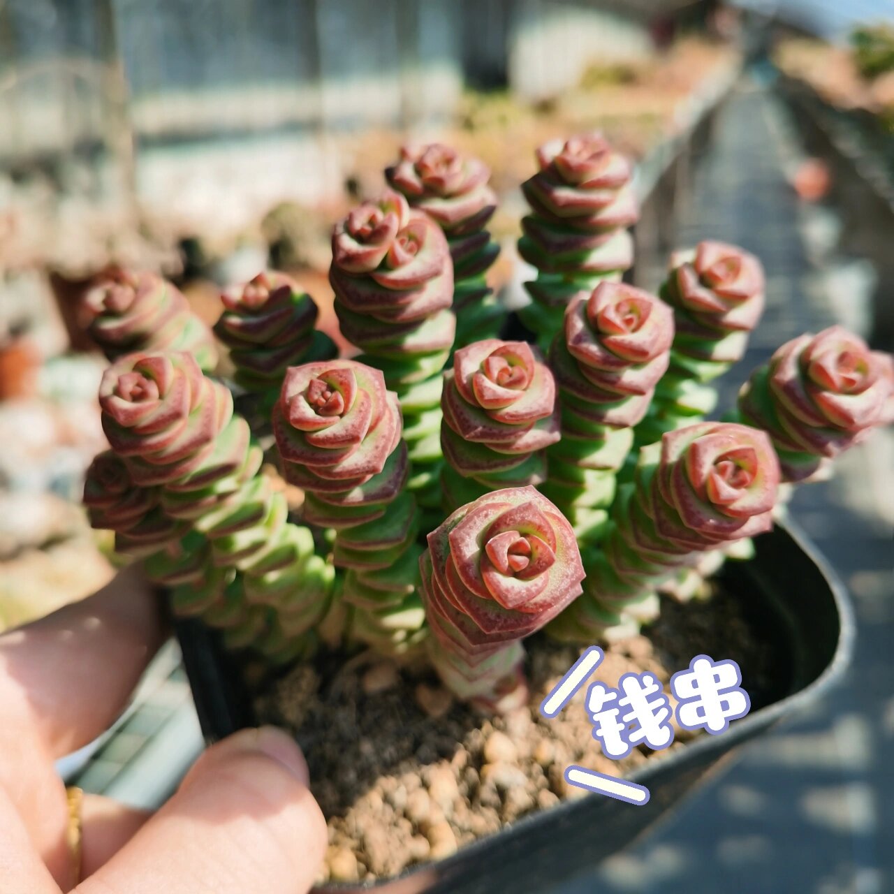 小米星 爱心 钱串 傻傻分不清楚?