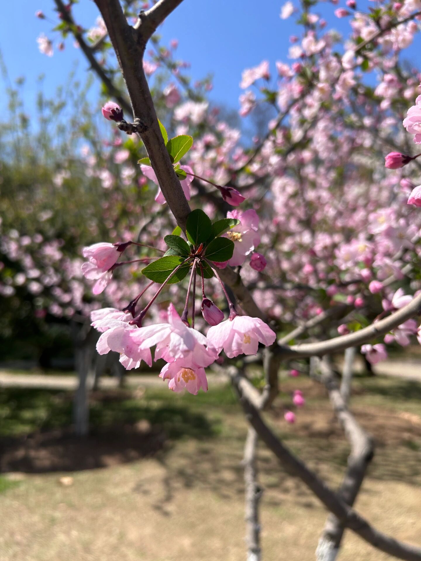 "西花厅的海棠花又开了,看花的人已经不在了 春天来了,又是一年春.