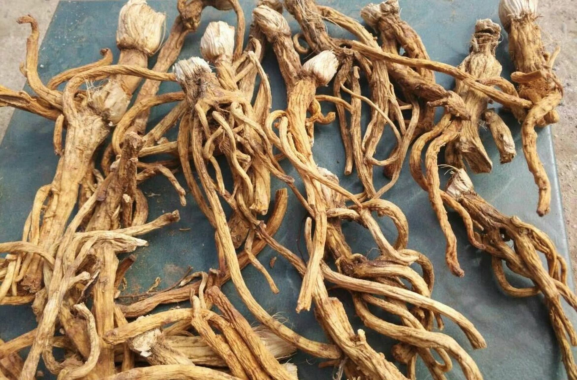 不背中药之秦艽 有一种植物在古代被称为"秦纠",其根如螺纹状相互交纠