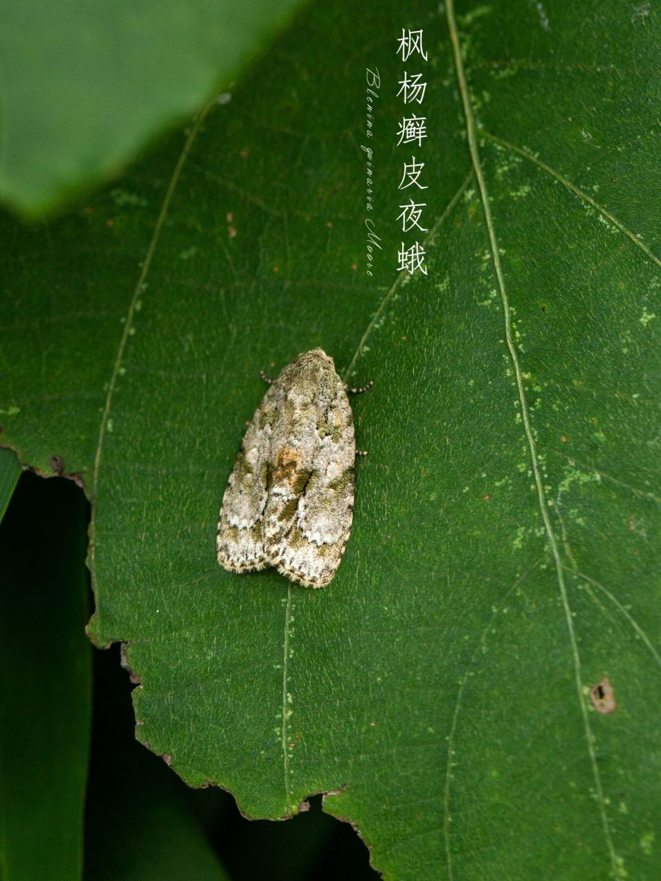 图①—六宫格 图②—红缘灯蛾 图③—红腹白灯蛾 图④—连斑水螟 图⑤