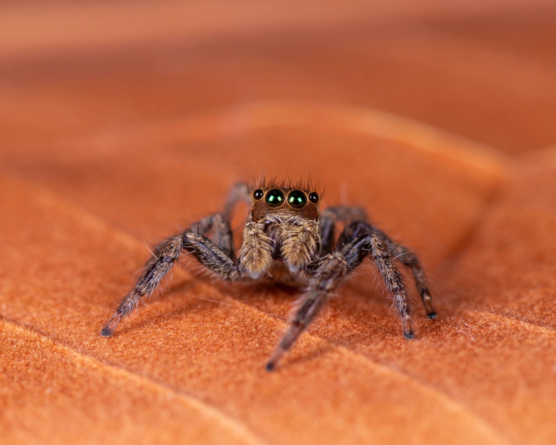 褐条斑蝇虎,条纹脸像混社会的 体型挺大,非常常见,跟条纹蝇虎一样喜欢