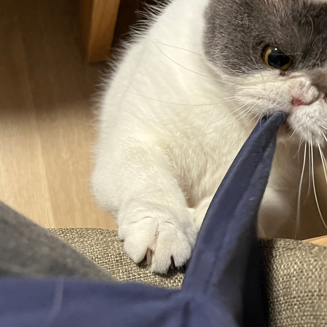 "来戒猫" 明明可爱死啦!