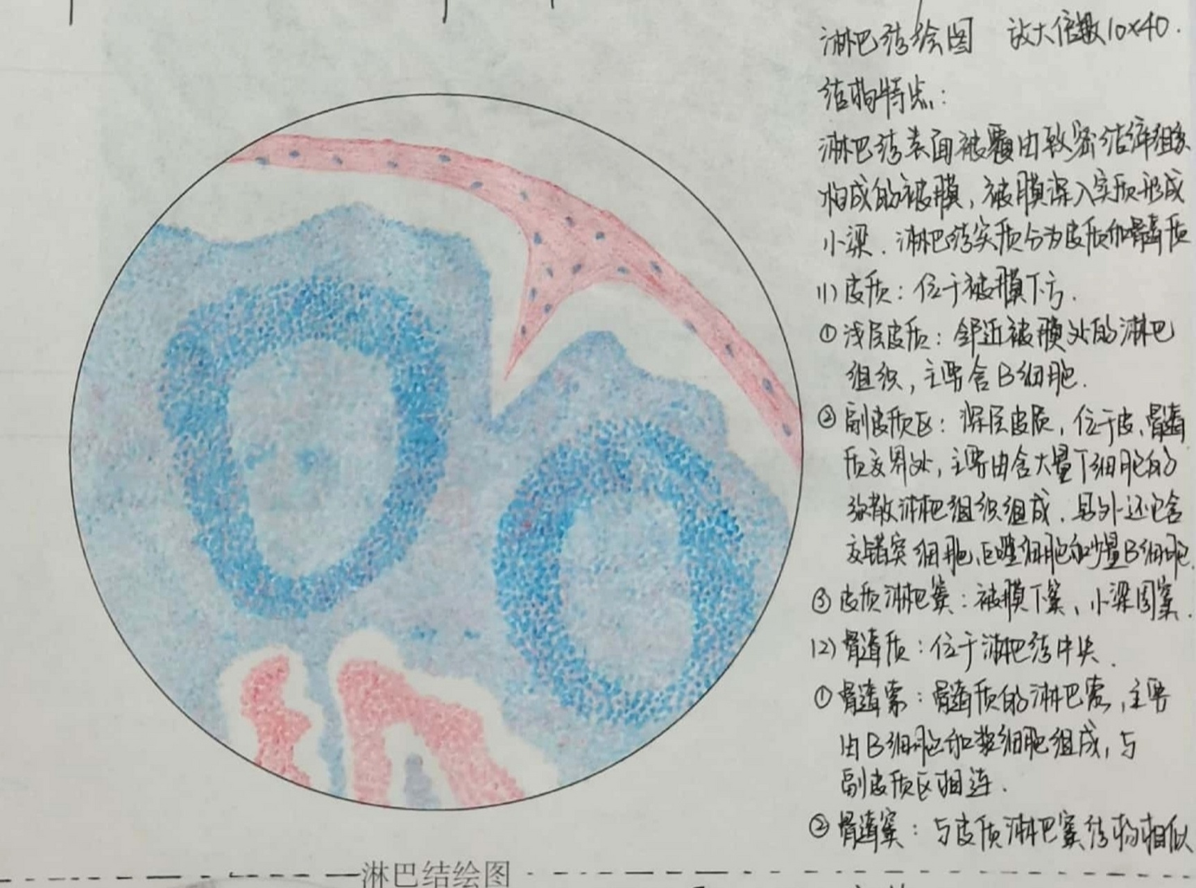 淋巴细胞画图图片