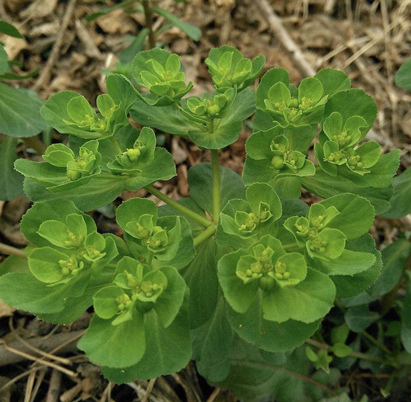 夏天在圆明园西门藻园的小山坡上,有很多猫眼草