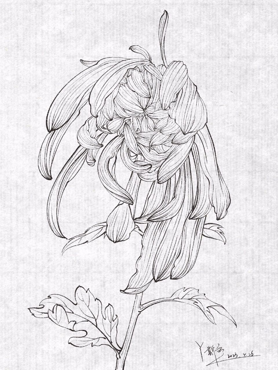 植物绘录|白描-线描-菊花 好久没画菊花了,手生了点 素材