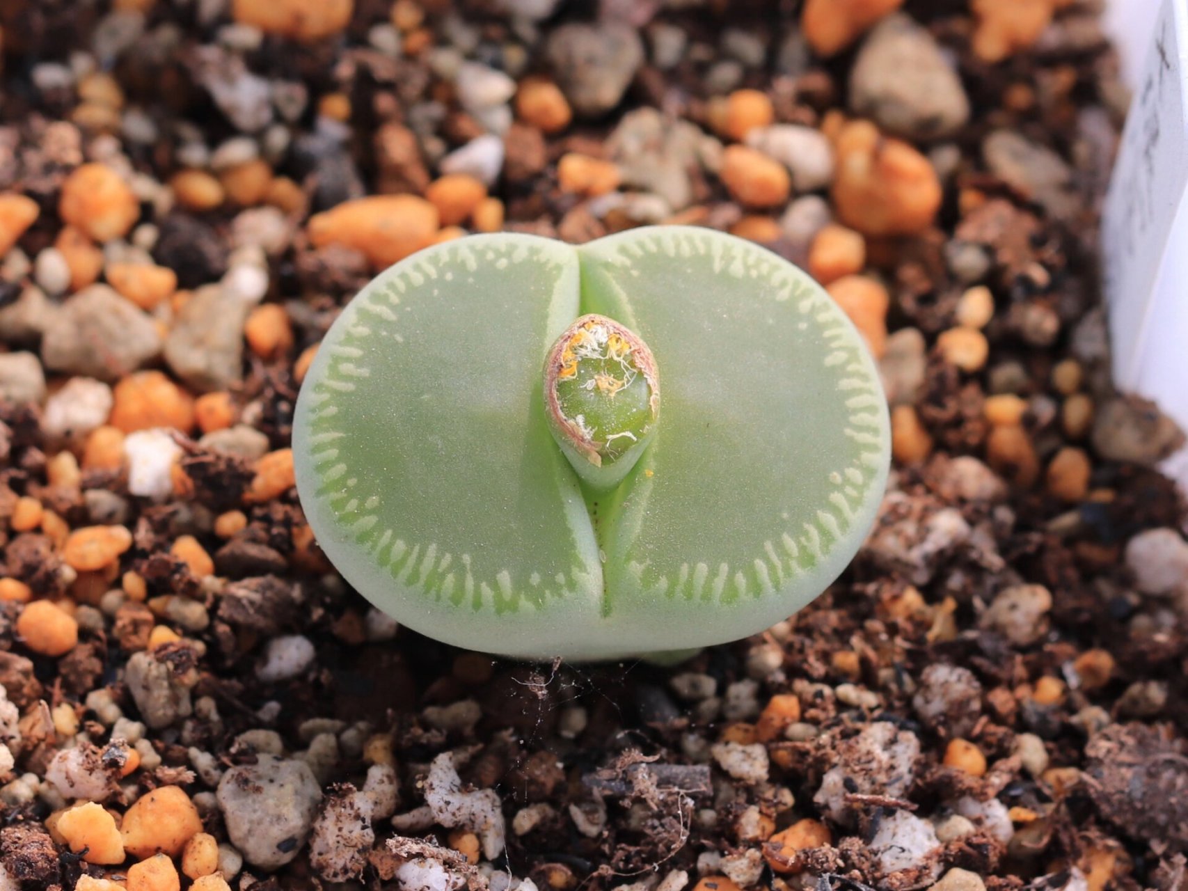 20%】生石花学习笔记一日轮玉 日轮玉,国内最流行的生石花之一,尤其是