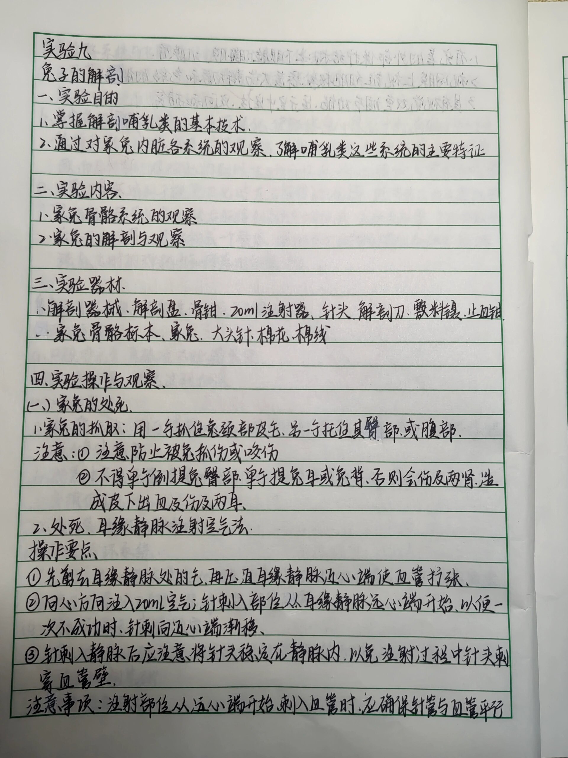 兔子的解剖实验报告