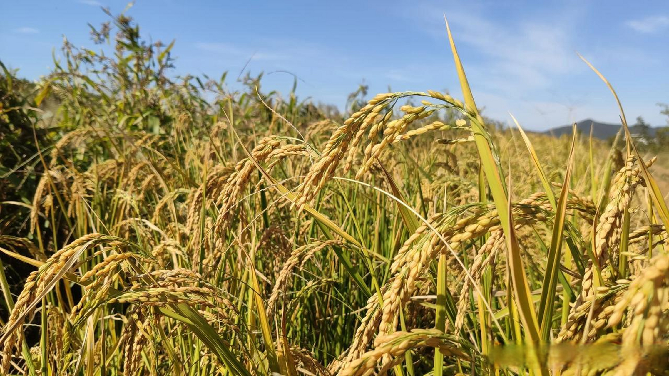 北方也可以种水稻吗? 如果没有水呢? 那就旱稻.