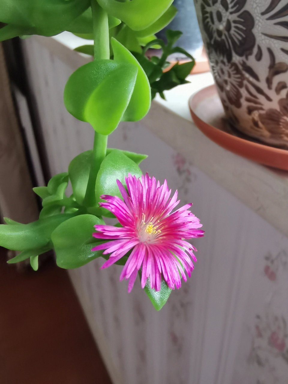 这个是穿心莲,它的叶子心形对生,肥厚翠绿,光照充足时还会有油亮光泽