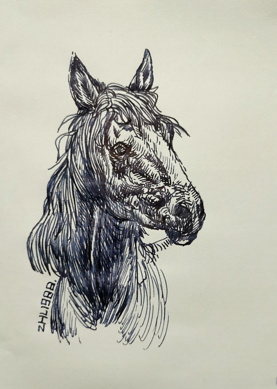 每日一画-马儿 动物线描动物速写马的线描