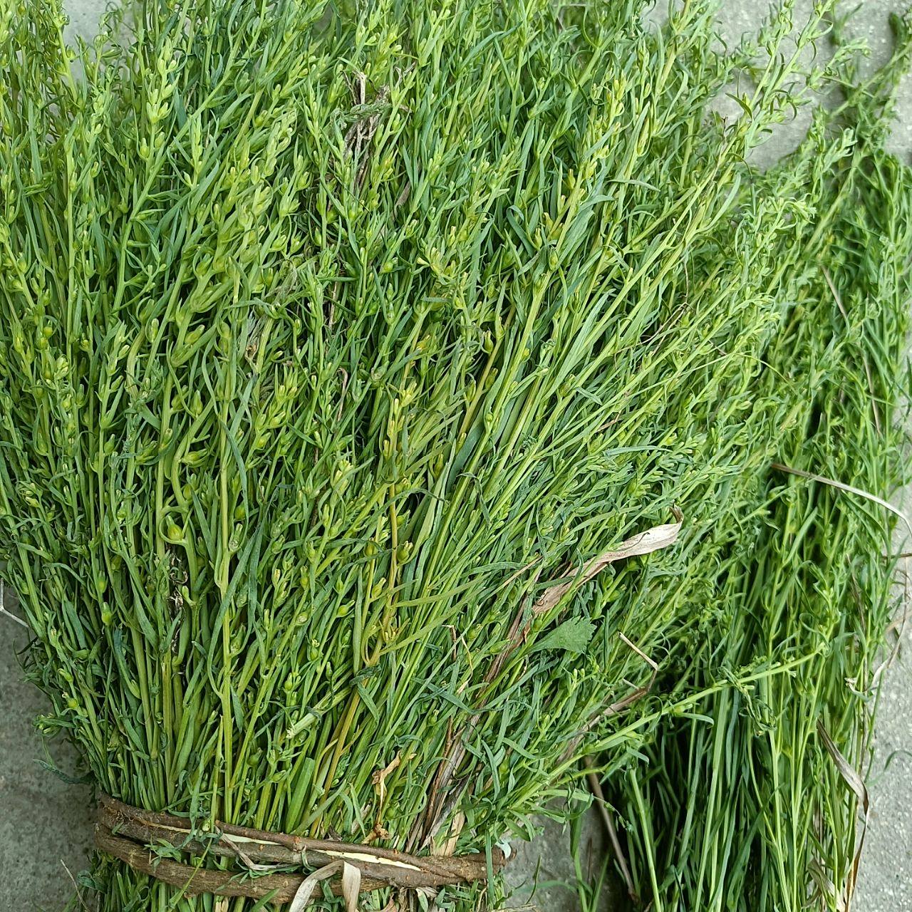 野生麦黄草百蕊草