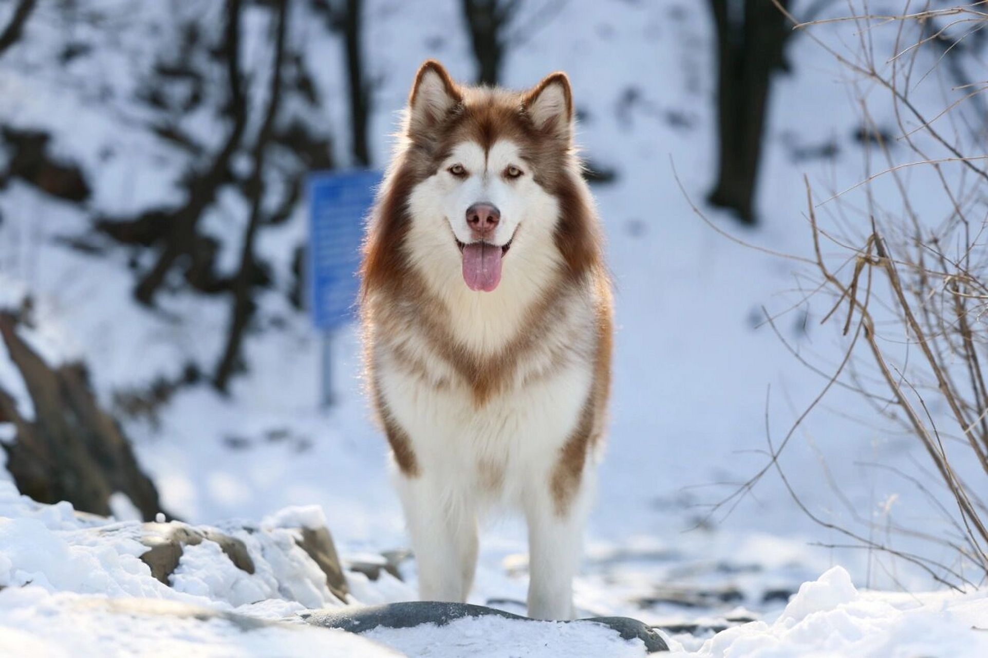 阿拉斯加犬是大型犬么图片