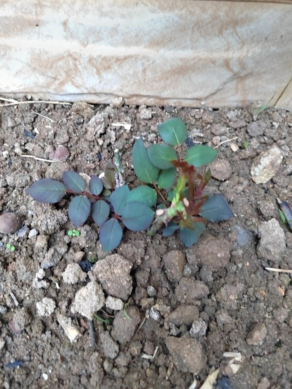 种的玫瑰花发芽啦 种下去两周了,叶子长的挺好,买了六颗活了五颗.