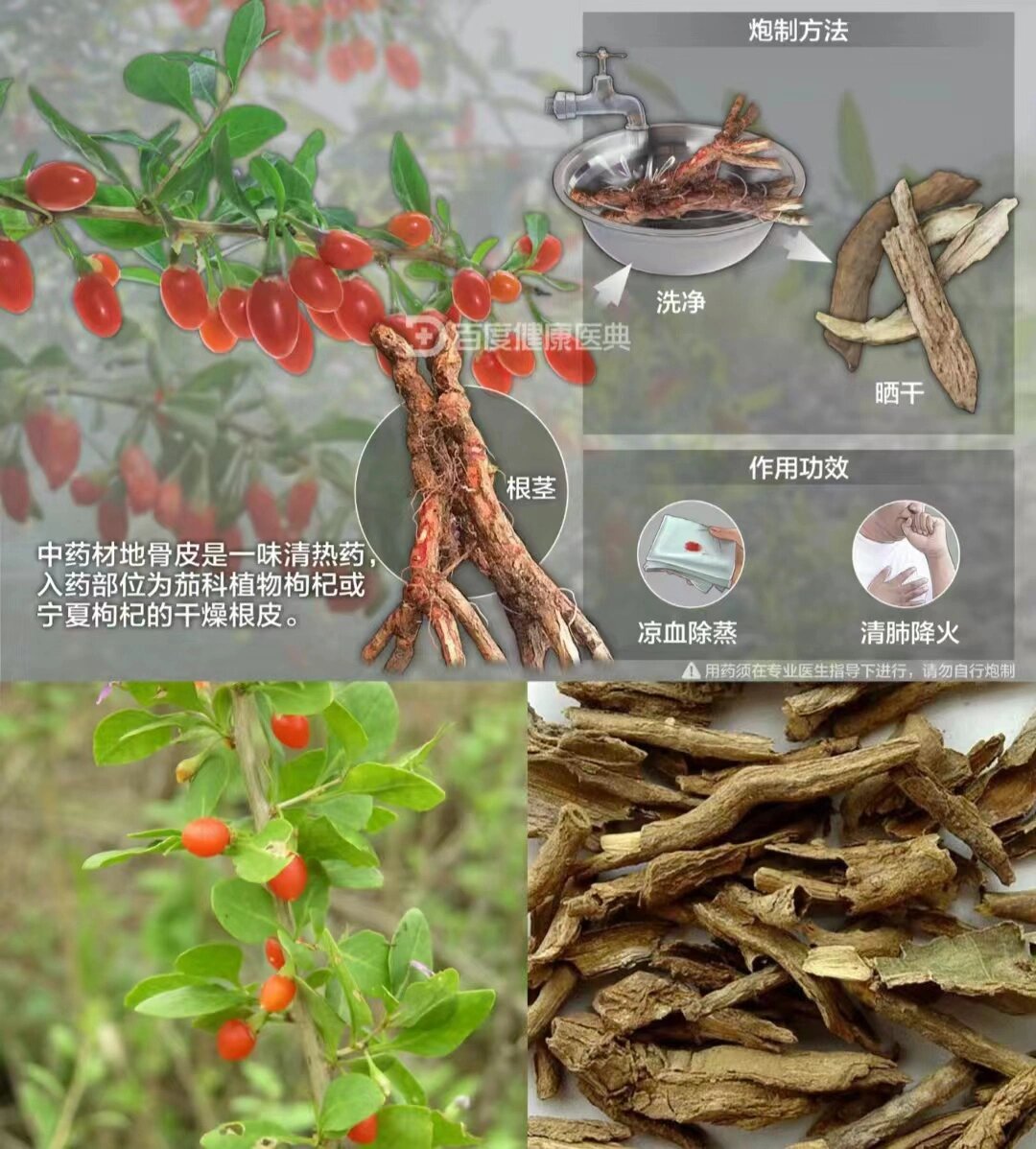 地骨皮中药图片图片