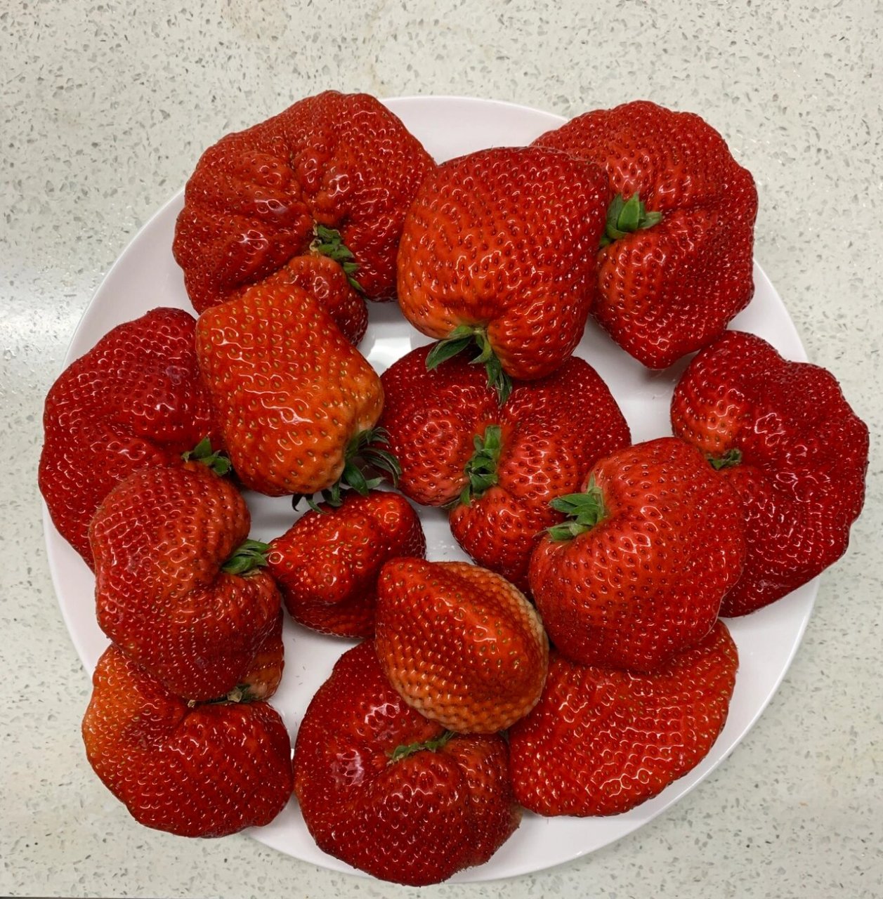 多倍体大草莓 畸形的大草莓就是多倍体育种的结果 我们知道,大多数的