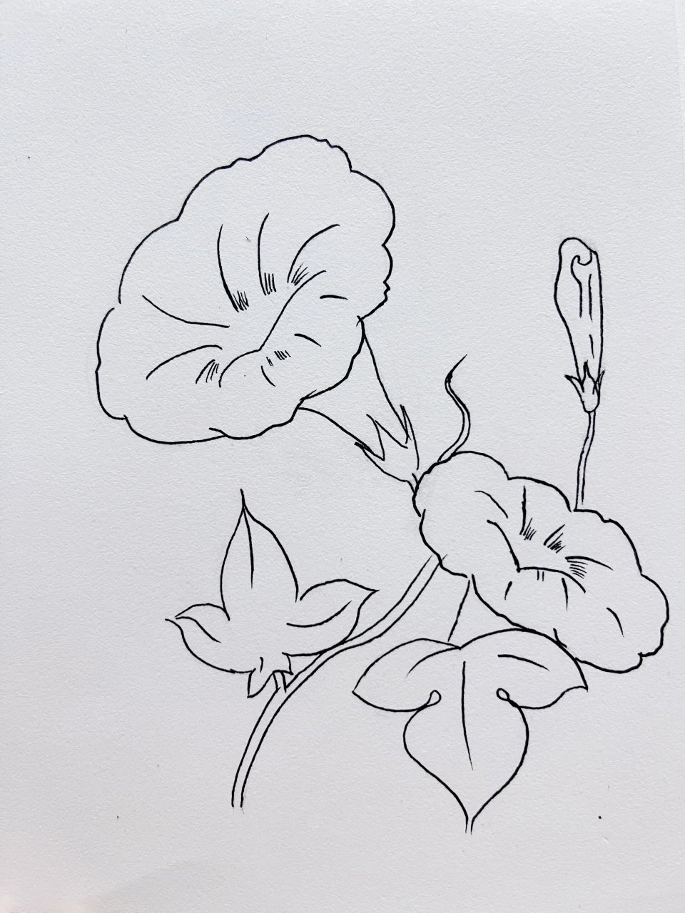 花卉简笔画 牵牛,百合.百合有点难画.