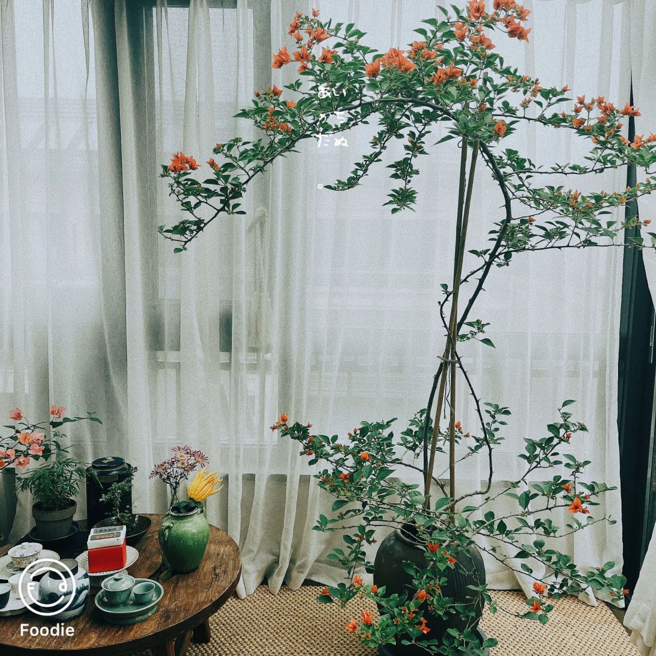 三角梅———佩德罗,复花