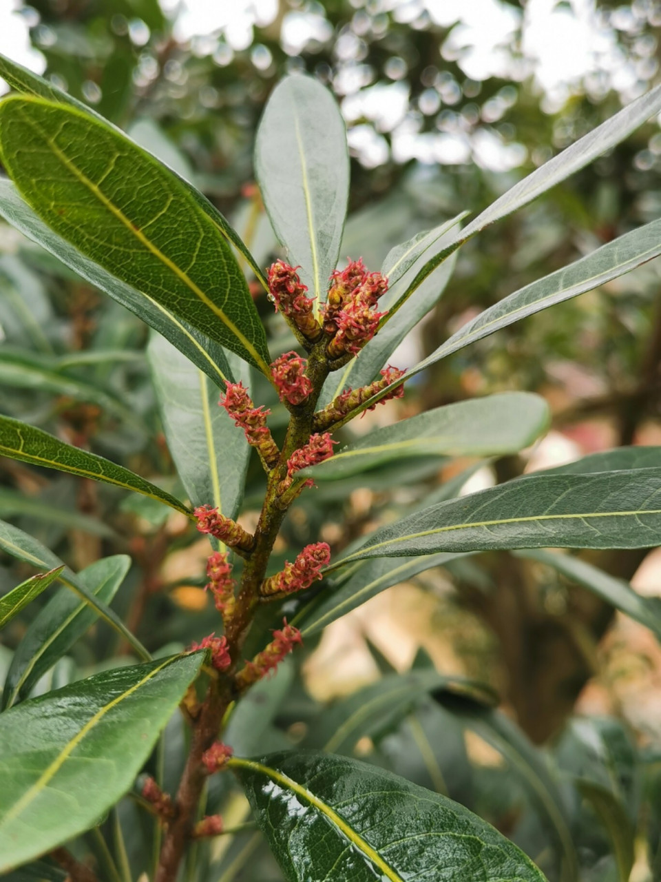 这里有两种花,都是杨梅的花哦 你知道哪种花是公的,哪种是母的吗?