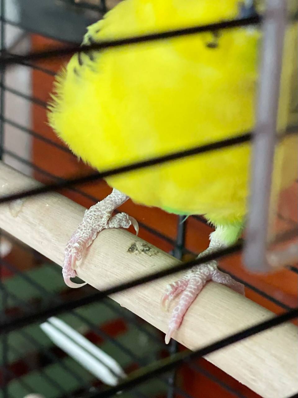 有小伙伴知道虎皮鹦鹉爪子是怎么了吗?是长藓了不?好急