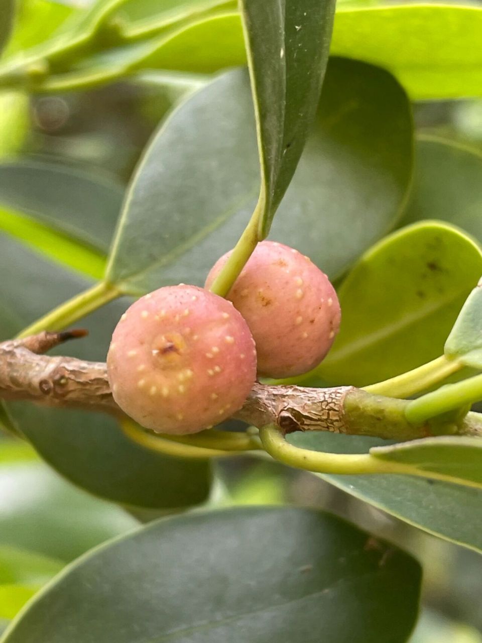 春天细叶榕的果子