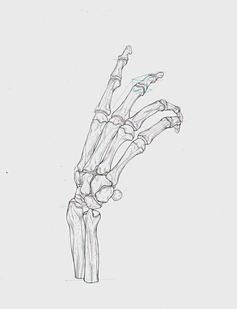 手部骨骼图 手部骨骼图