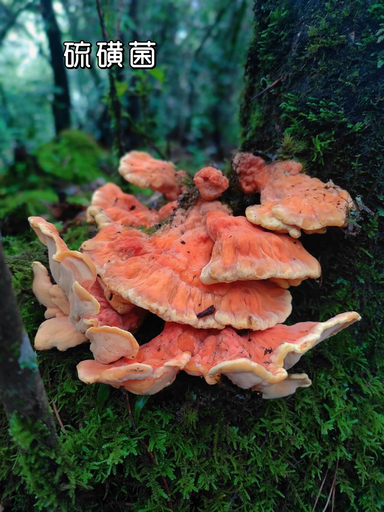 云南野生硫磺菌 第一次找到这么美的菌,当地叫鸡冠菌,百度了一下功能