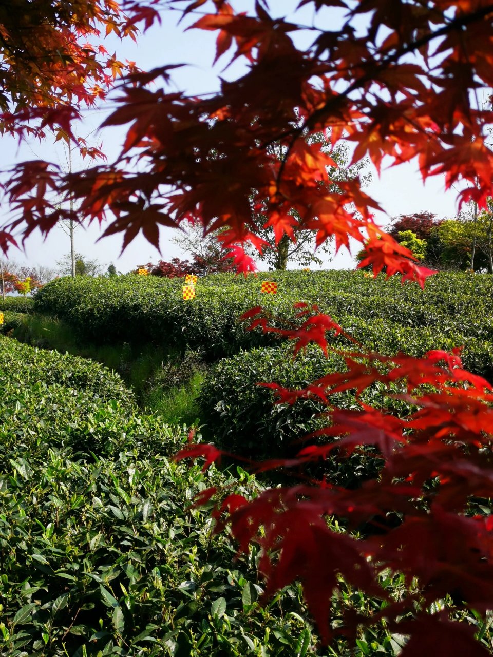世界茶文化圣山～四川雅安蒙顶山 蒙顶山,位于四川省雅安市境内,是