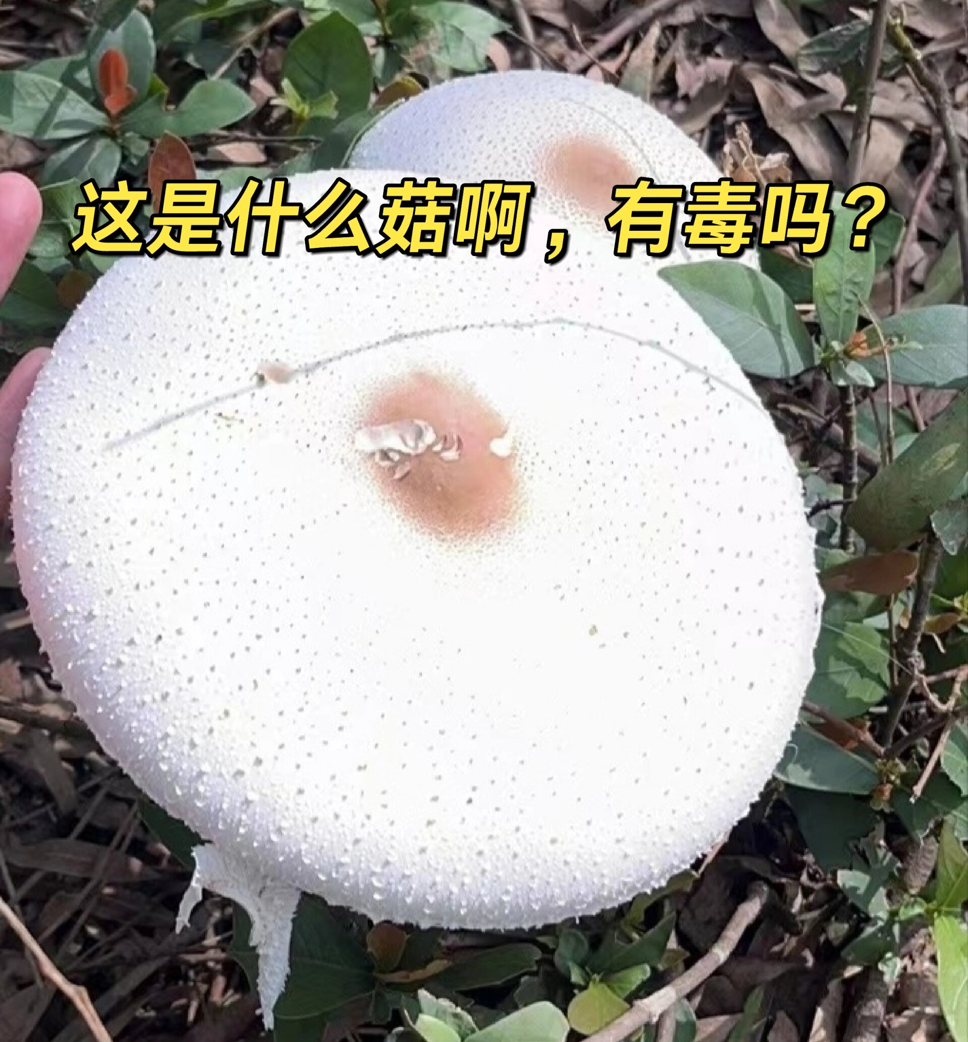 这个白伞伞是毒菇吗