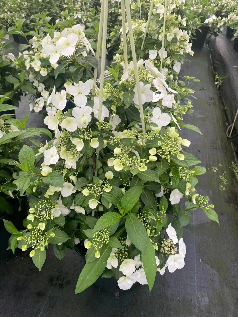 落跑新娘绣球开始爆花啦!