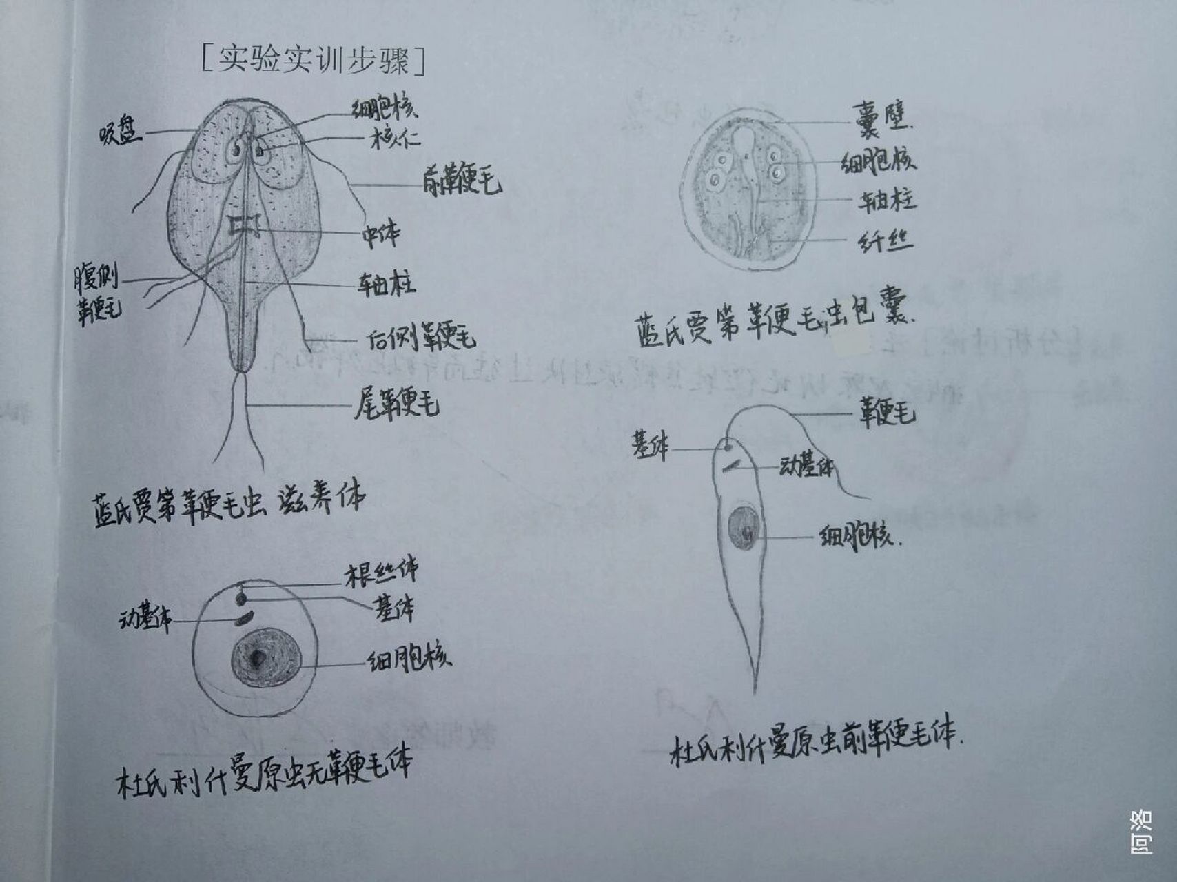 寄生虫形态学绘图图片