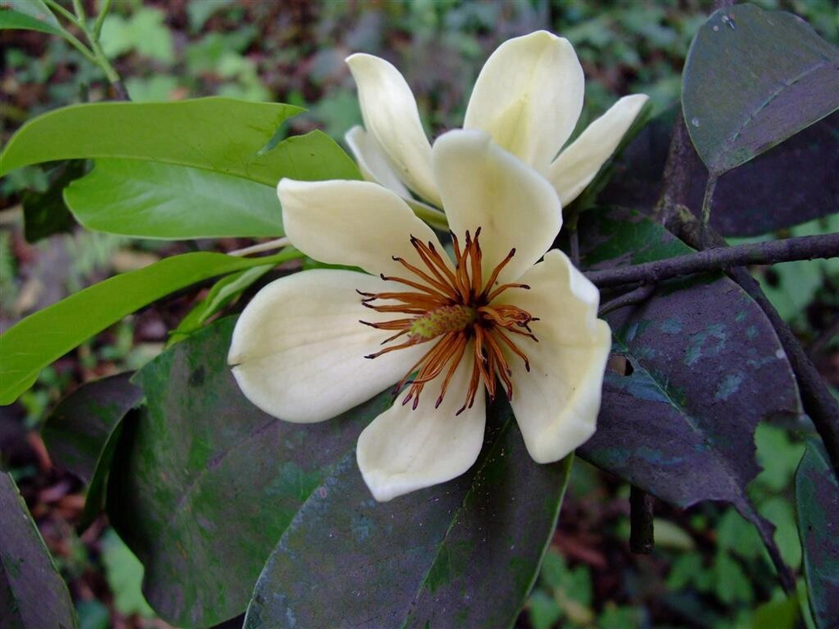 每日一植物(乐昌含笑)07 阔叶类 97乐昌含笑,又名南方白兰花,广东