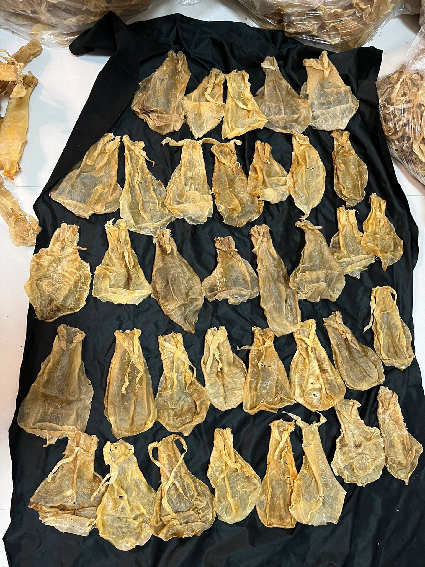 10头12头小金钱鱼胶,金钱须胶,北海金钱须 攒了很久的一批货,基本上40