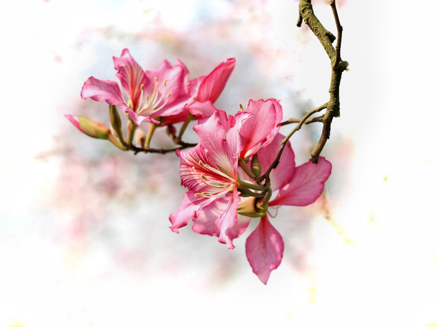 绘画素材:紫荆花 96打翻了