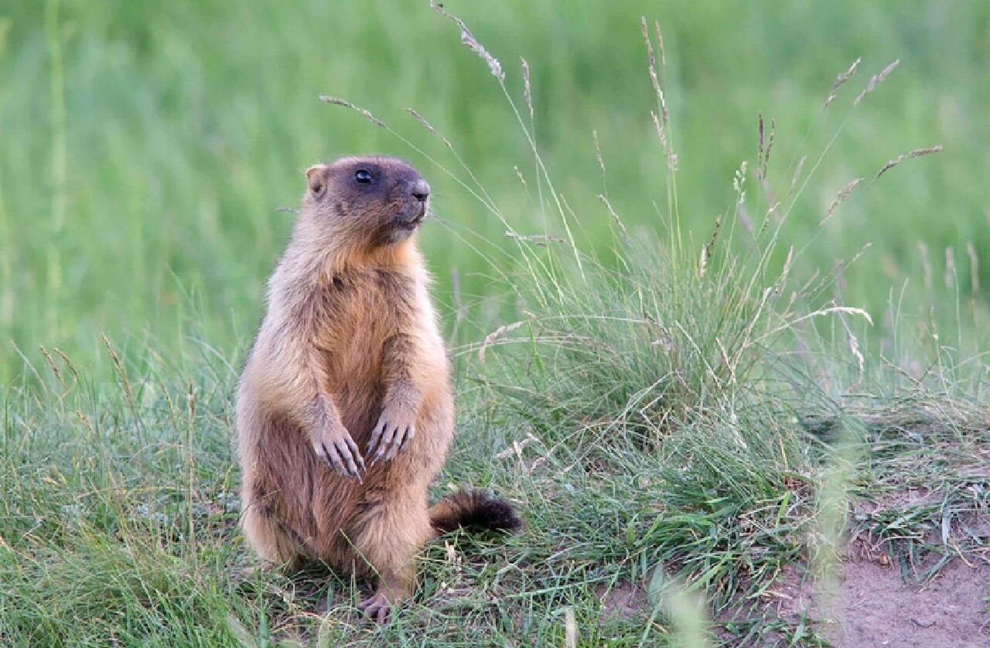 每天认识一种宝藏动物98007 96别名:土拨鼠 96名称:草原犬鼠