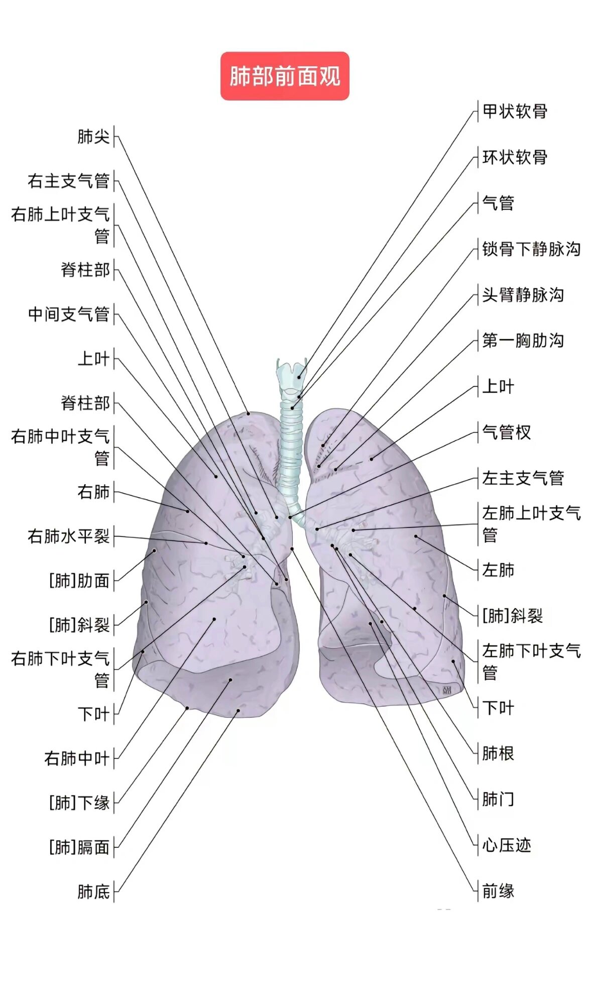 肺部分布图图片