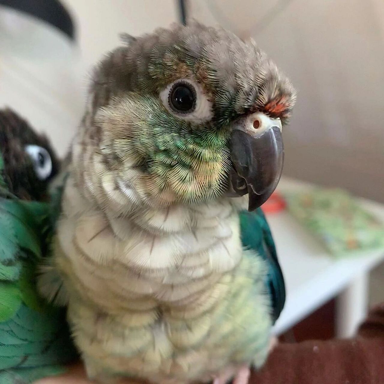 蓝化黄边小太阳