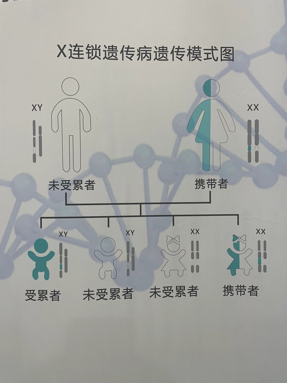 绘制连锁遗传图图片