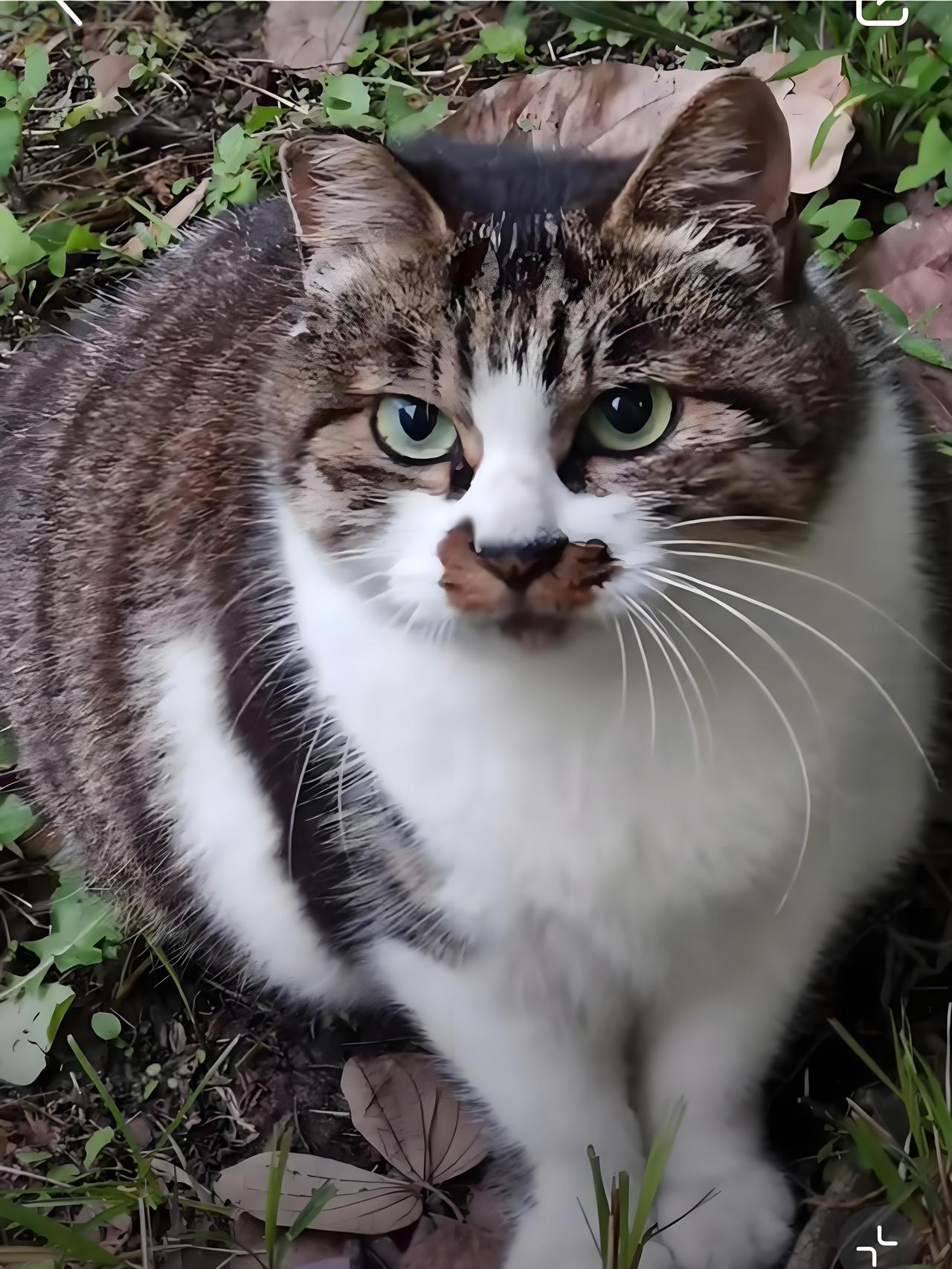 简州猫是食肉目猫科猫属哺乳动物,也称四耳猫,原产于中国四川省剪阳