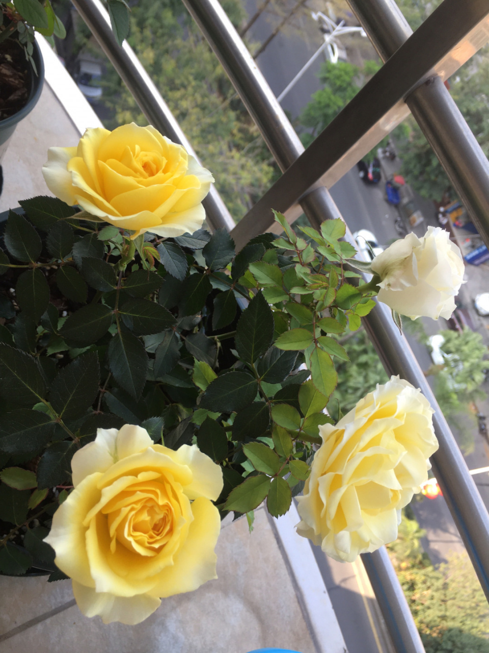 绿美人四朵全开了,花朵好大 绿美人就那么小的苗开的花好大,烈火的就