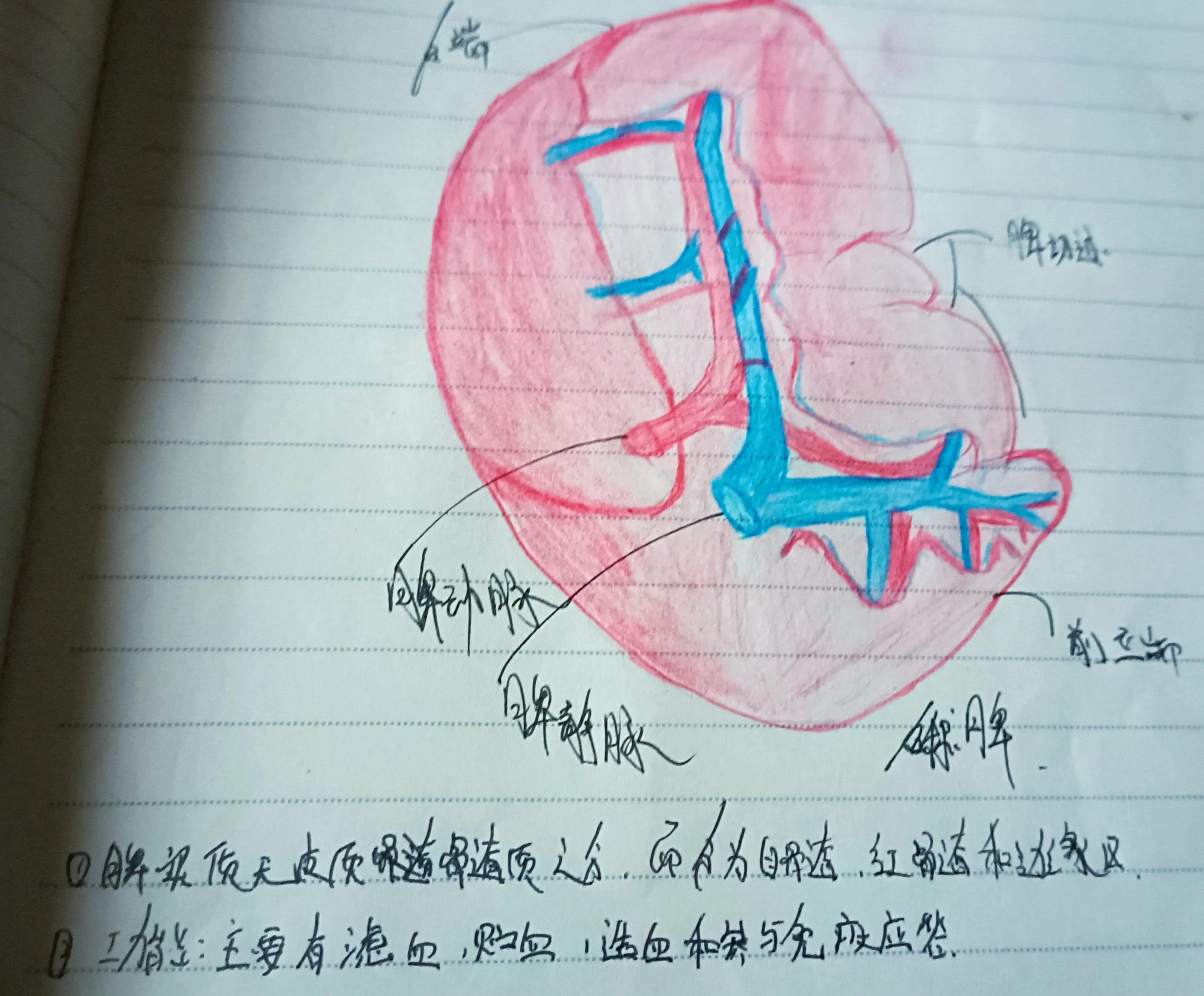 脾凝固性坏死手绘图图片