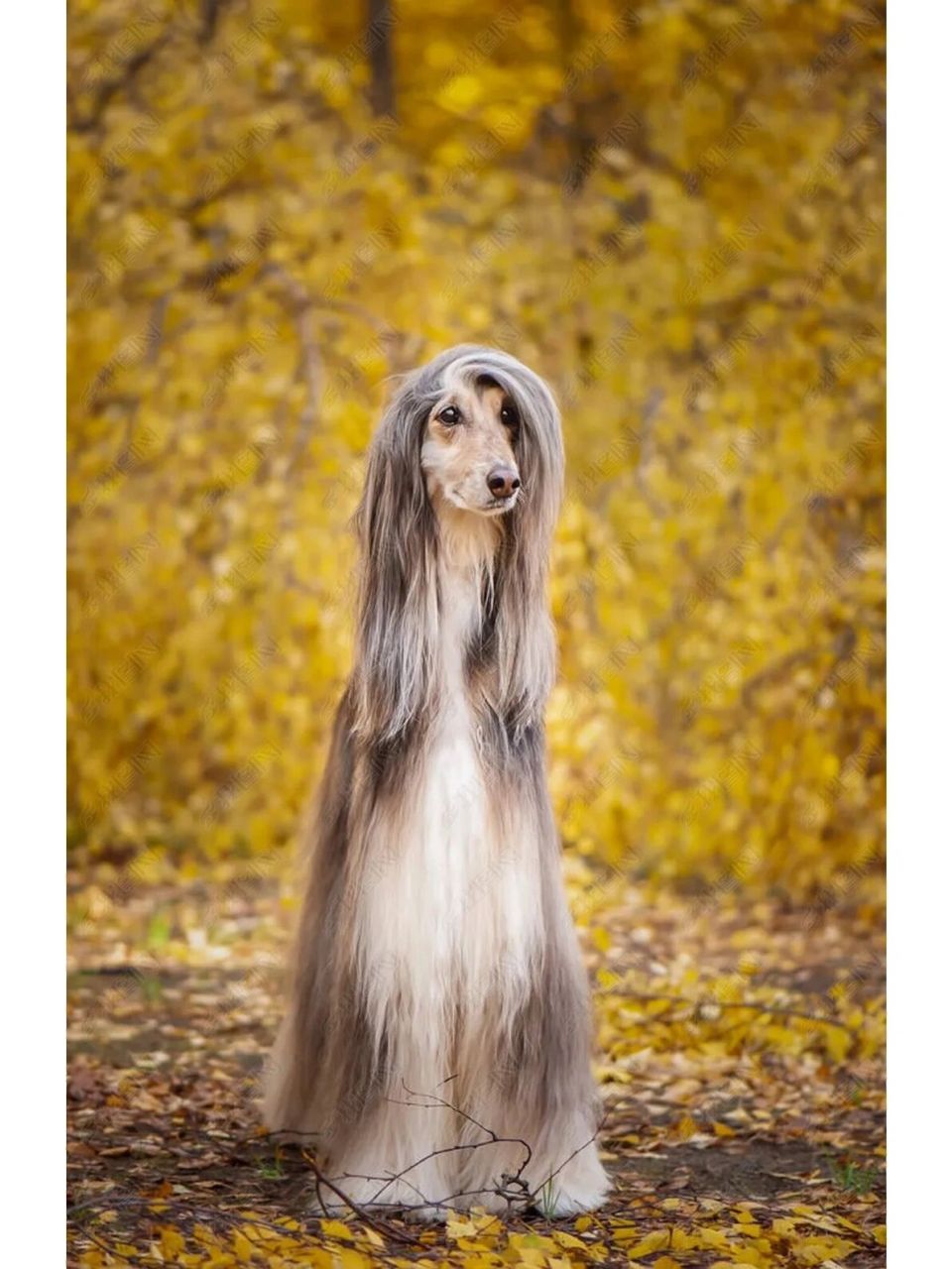 阿富汗猎犬(fci犬种标准)第一部分 原产地:阿富汗 用途:视觉猎犬 fci