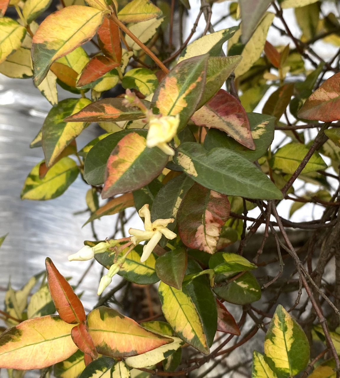 又是一个巨大的surprise,整整养了十年的黄金络石(图123)居然开花了!