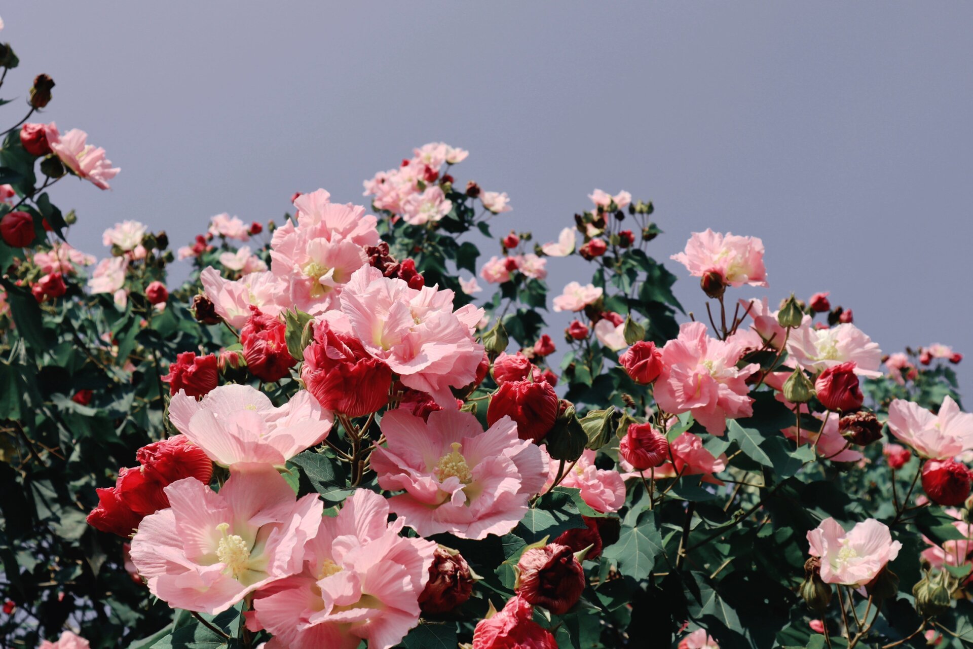 湖南省花,开满长沙湘江岸 4年前的柚子树下 搞烧烤的地方 	 现在芙蓉