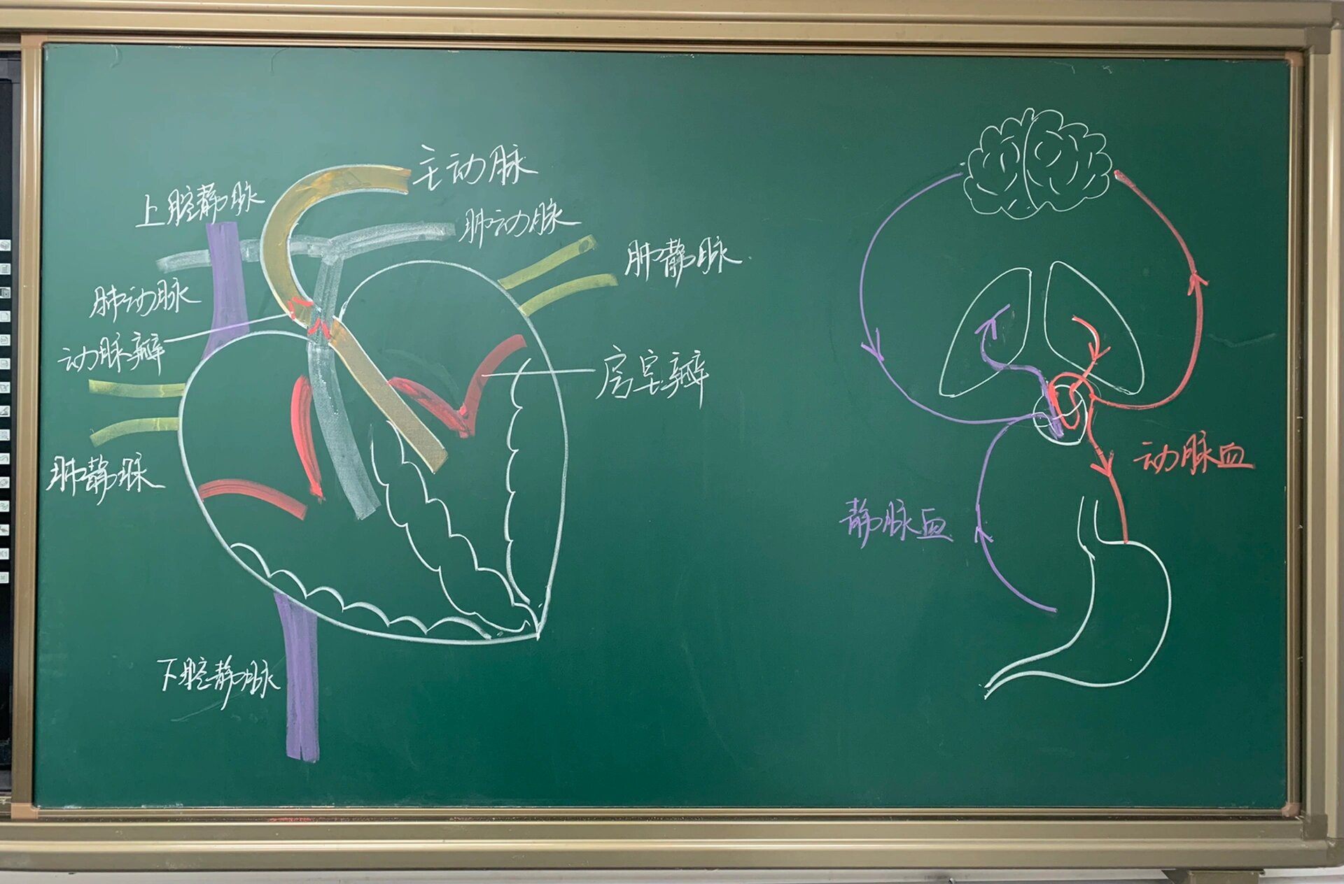 《心脏》板书板画