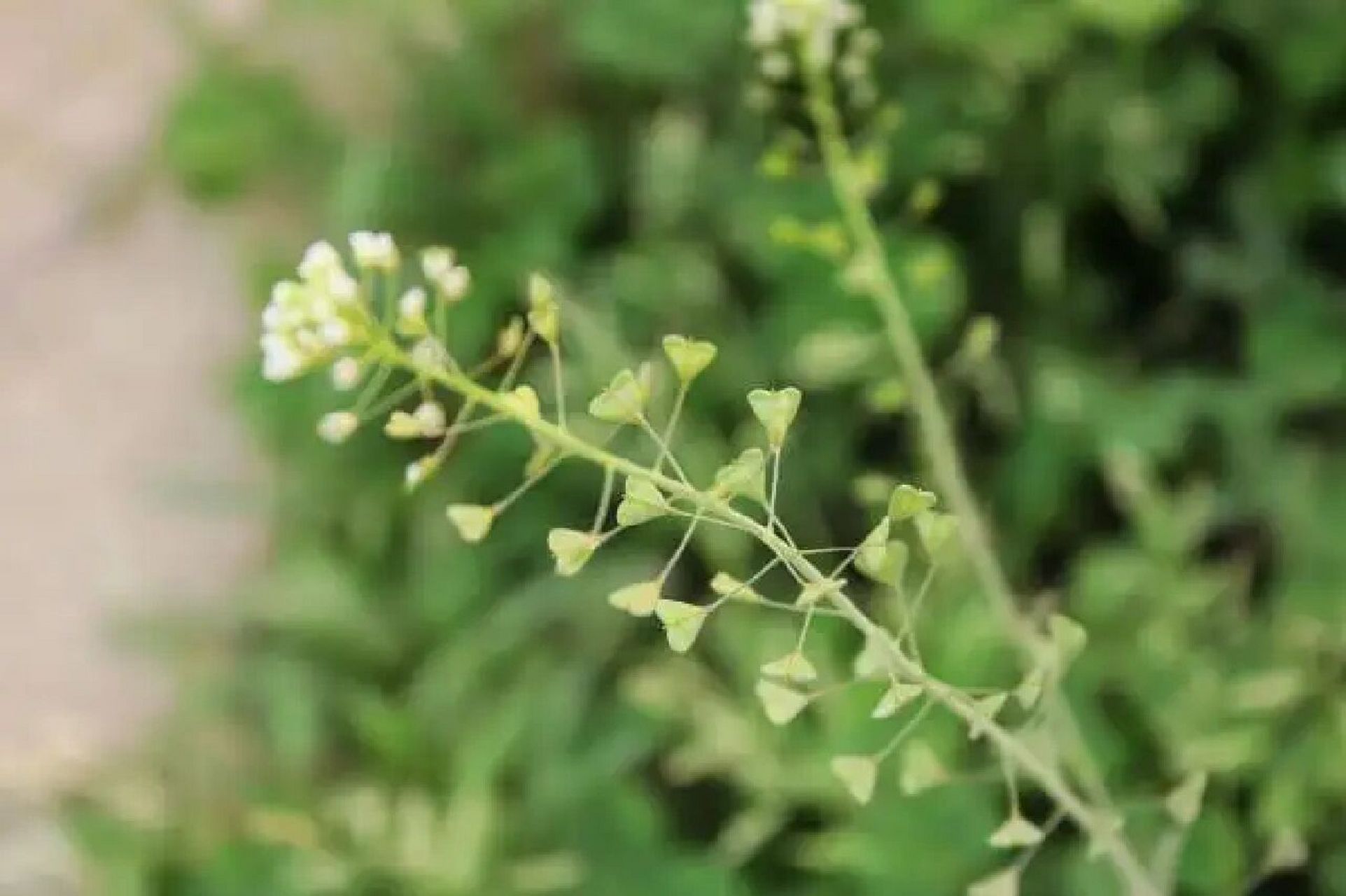 老人家说,三月三荠菜煮鸡蛋,吃