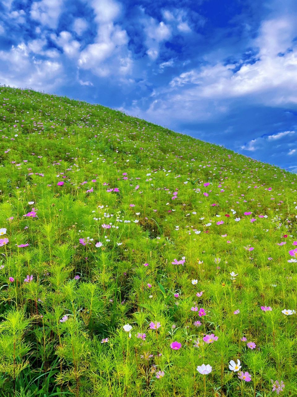 重庆避暑胜地7215石柱千野草场 重庆40度的高温当然要出去避暑啦
