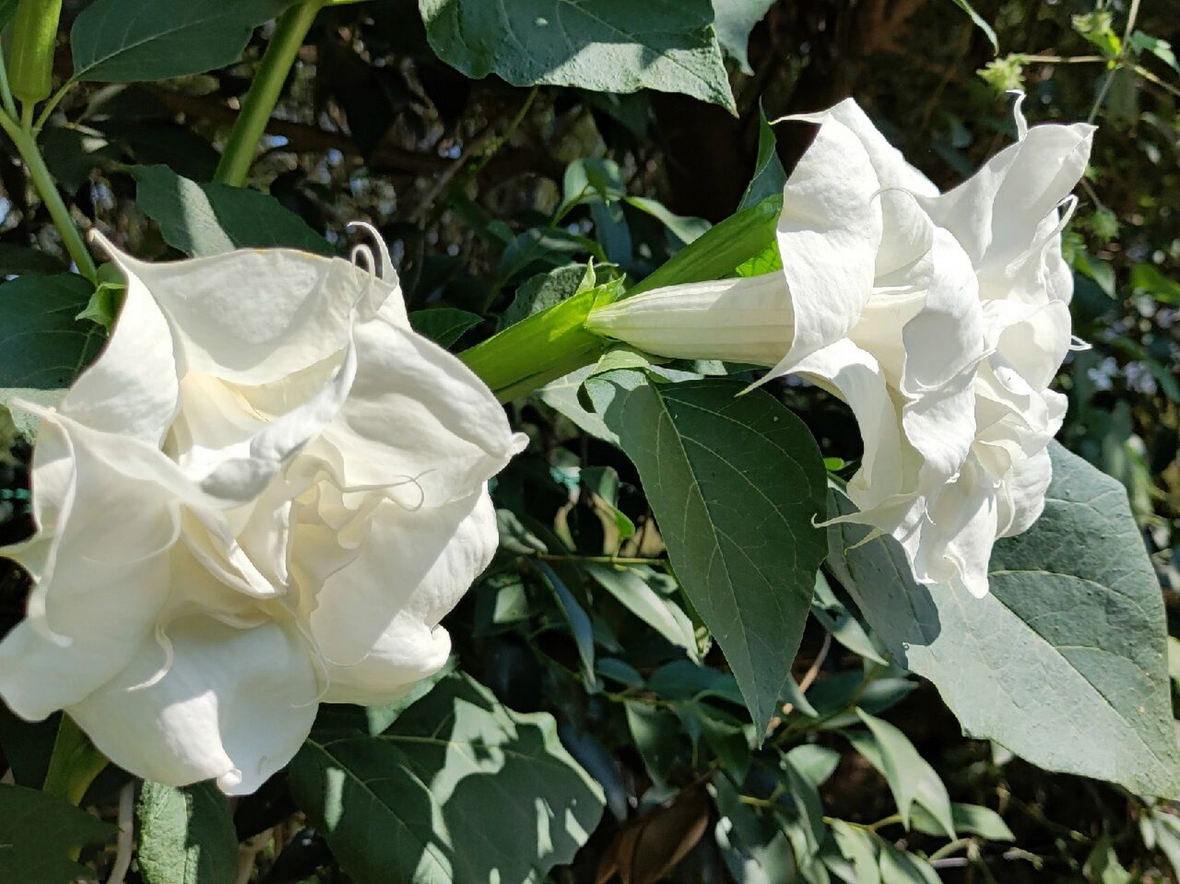 白色重瓣曼陀罗 草本,杂交种有香味